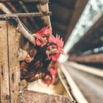 Avian Influenza Outbreak Detected in Gallatin County, Montana