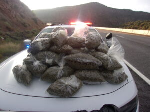 Seized marijuana on law enforcement vehicle hood