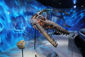 Mosasaurus Fossil Exhibit