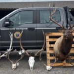 Six Charged in Bull Mountains Poaching Case; 11 Trophy Mounts Seized