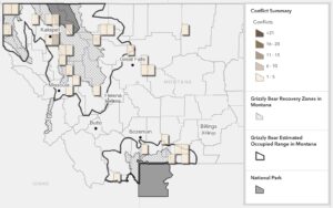 Grizzly Bear Conflicts and Recovery in Montana
