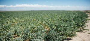 Pulse Crop Field in Montana