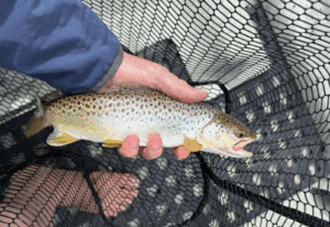 Fresh Catch: Brown Trout in Net
