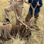 Michigan Father and Son Face Felony Charges for Poaching Montana Elk, Abandoning Carcass