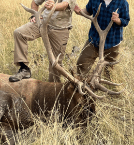 Successful Elk Hunt Display