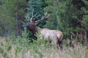 Majestic Elk in a Forest Clearing
