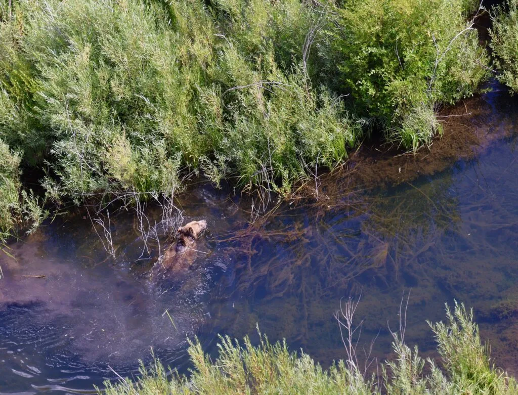 A grizzly bear wades through water