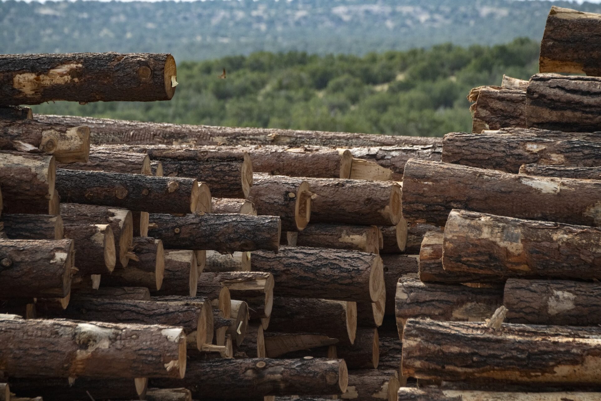 Montana House Republicans Criticize Lawsuit Challenging Forest Project Near St. Regis