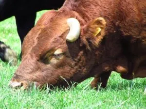 Brown Bull Grazing in Sunlit Pasture
