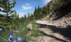 Mountain Trail with Wildflowers