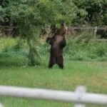 Kalispell FWP Office Seeks Fruit Donations to Reduce Bear Attractants