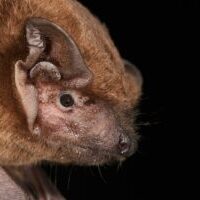 Photo by Nils Bouillard a close up of a bat on a tree branch
