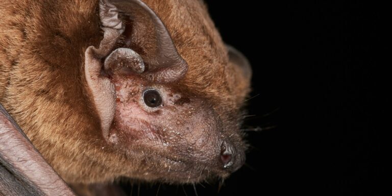 a close up of a bat on a tree branch