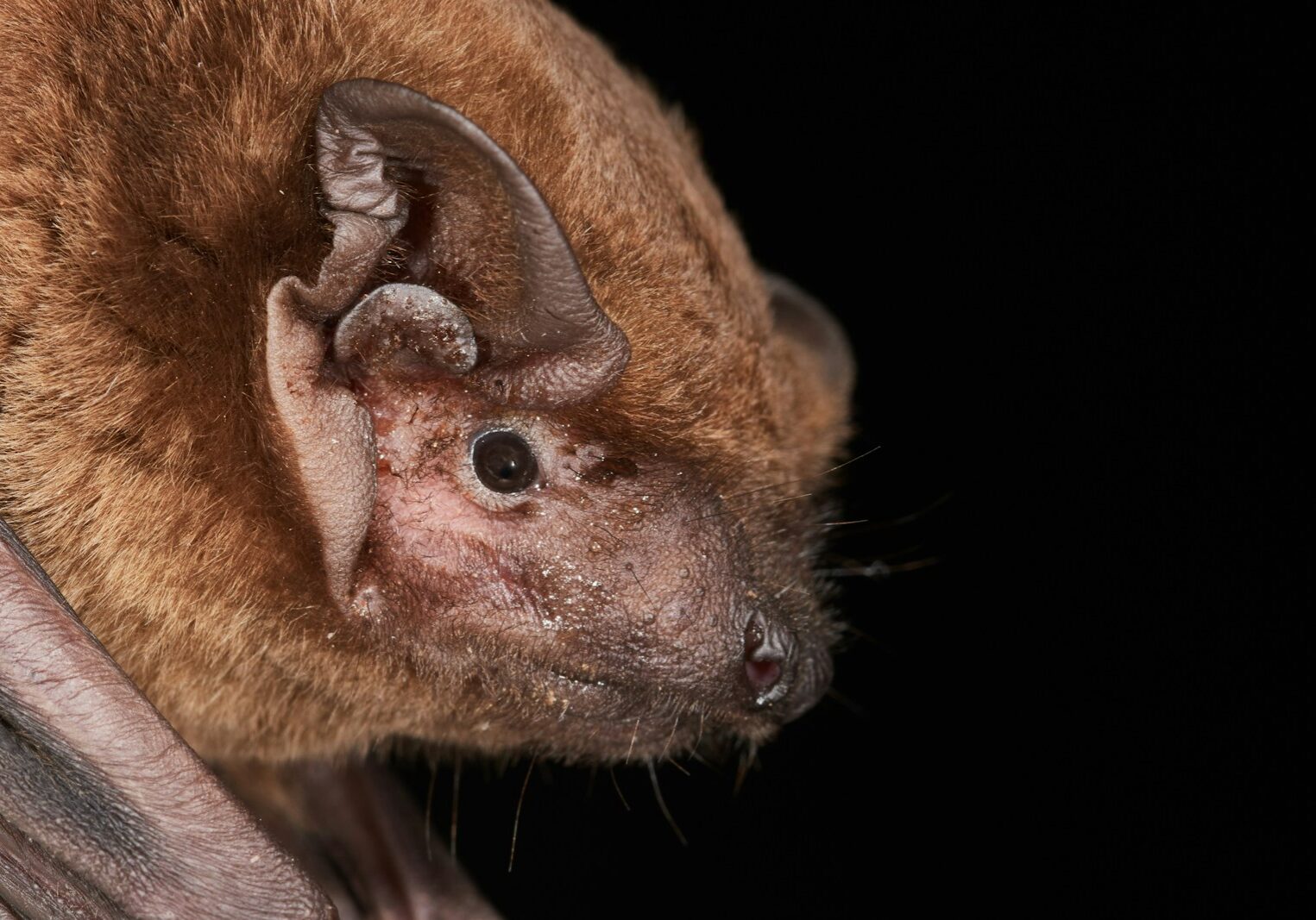 Photo by Nils Bouillard a close up of a bat on a tree branch