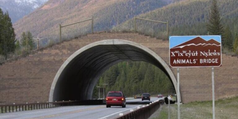 Animals' Bridge Wildlife Overpass US Highway 93