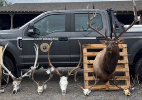 Bull Mountains Poaching Case Evidence