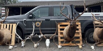 Bull Mountains Poaching Case Evidence