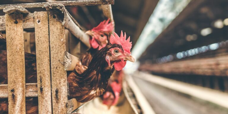 two brown chickens sticks heads out from coop