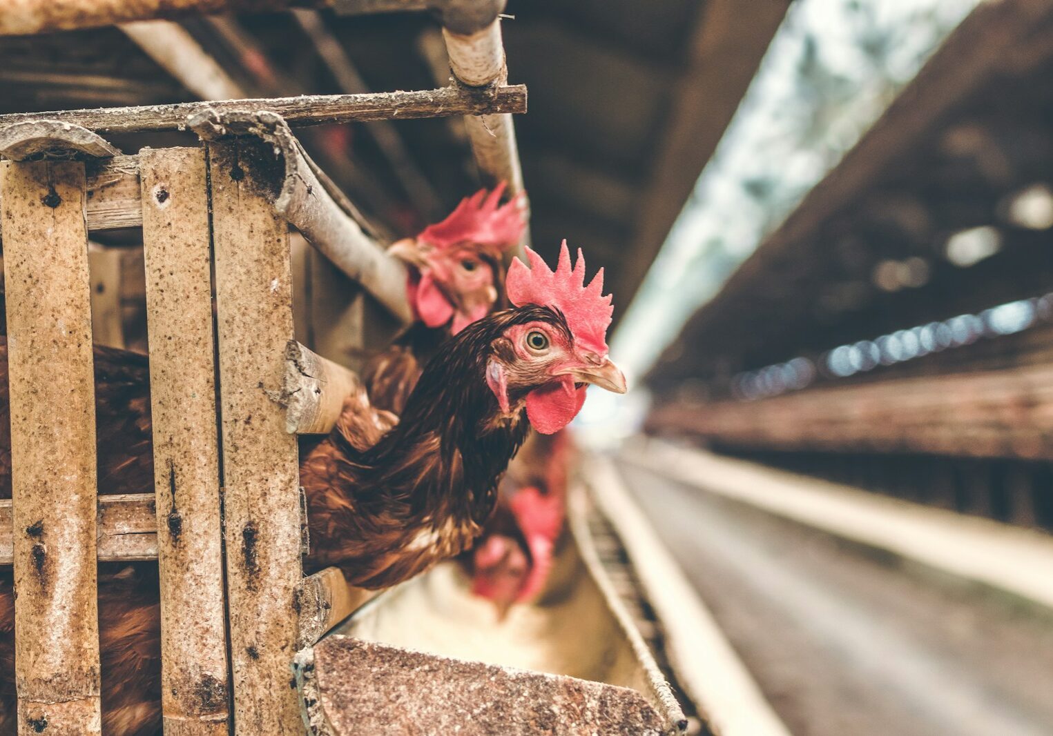 two brown chickens sticks heads out from coop