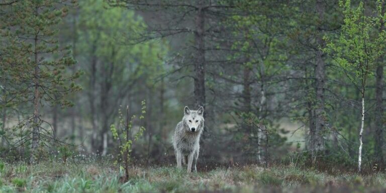white wolf between trees