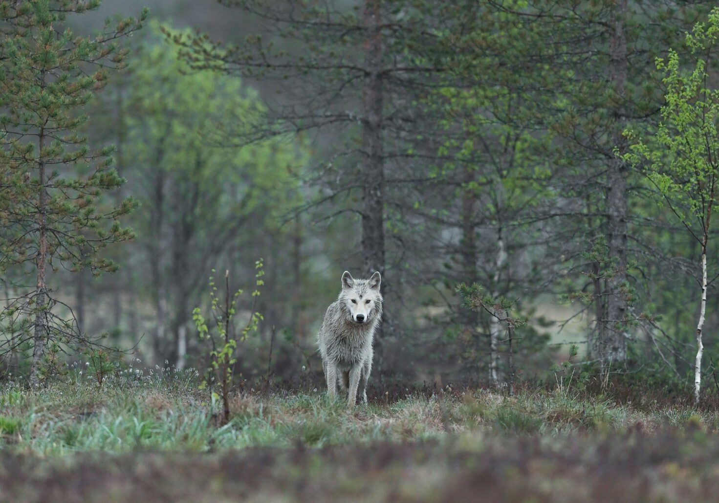 white wolf between trees