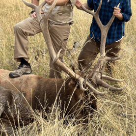 Successful Elk Hunt Display Successful Elk Hunt Display