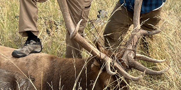 Successful Elk Hunt Display