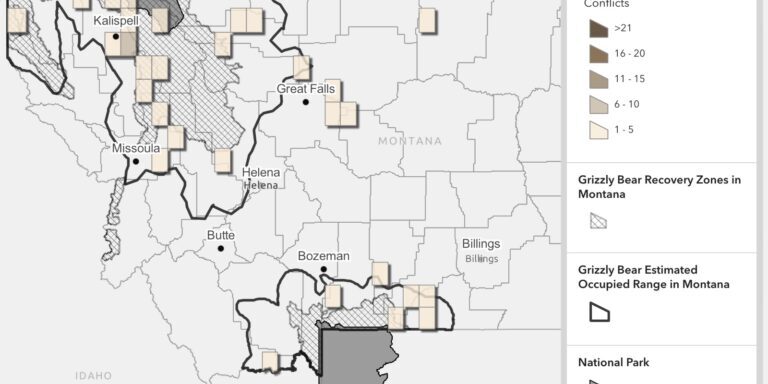 Grizzly Bear Conflicts and Recovery in Montana