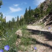 Mountain Trail with Wildflowers Mountain Trail with Wildflowers