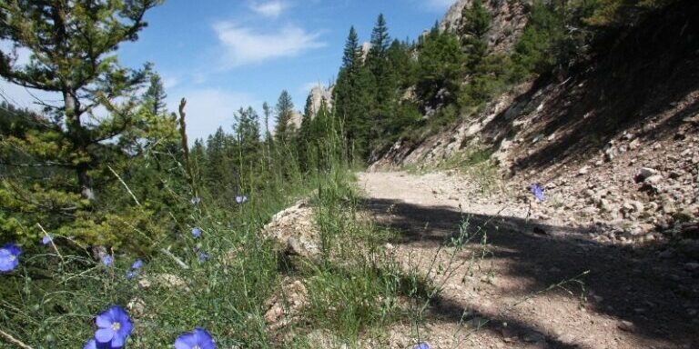 Mountain Trail with Wildflowers