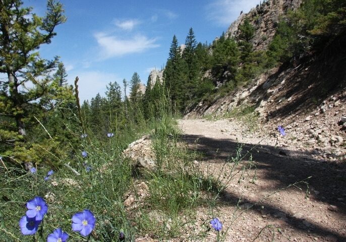 Mountain Trail with Wildflowers