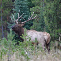 Majestic Elk in a Forest Clearing Majestic Elk in a Forest Clearing