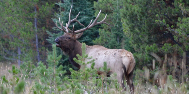 Majestic Elk in a Forest Clearing