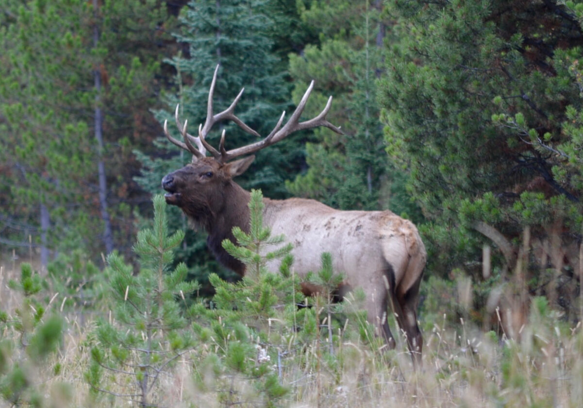 Majestic Elk in a Forest Clearing Majestic Elk in a Forest Clearing