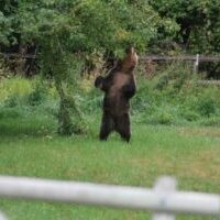 Bear Foraging in a Field Bear Foraging in a Field