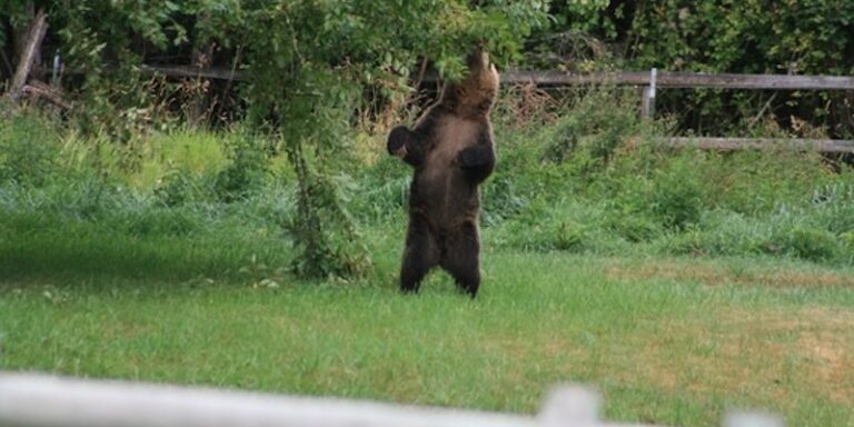 Bear Foraging in a Field