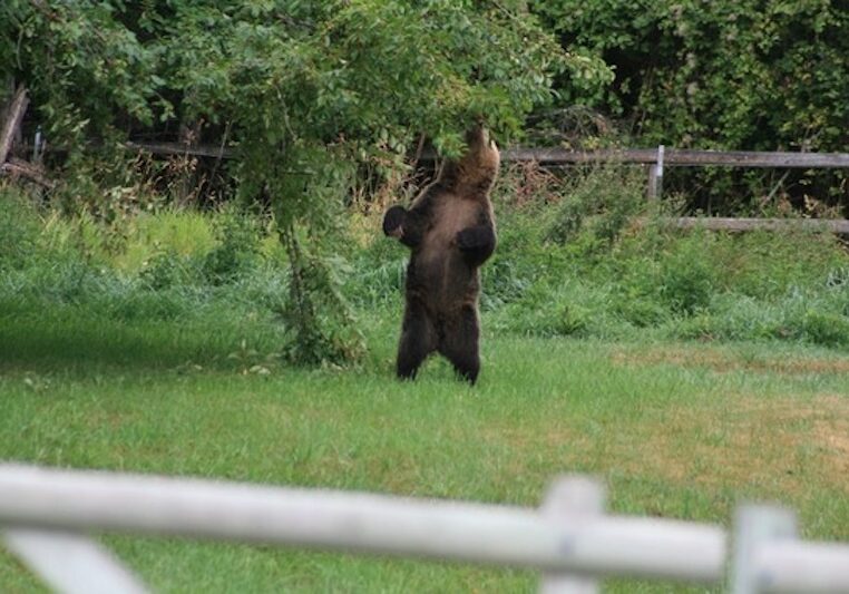 Bear Foraging in a Field