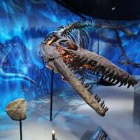 Mosasaurus Fossil Exhibit Mosasaurus Fossil Exhibit