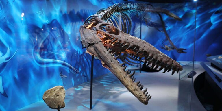 Mosasaurus Fossil Exhibit