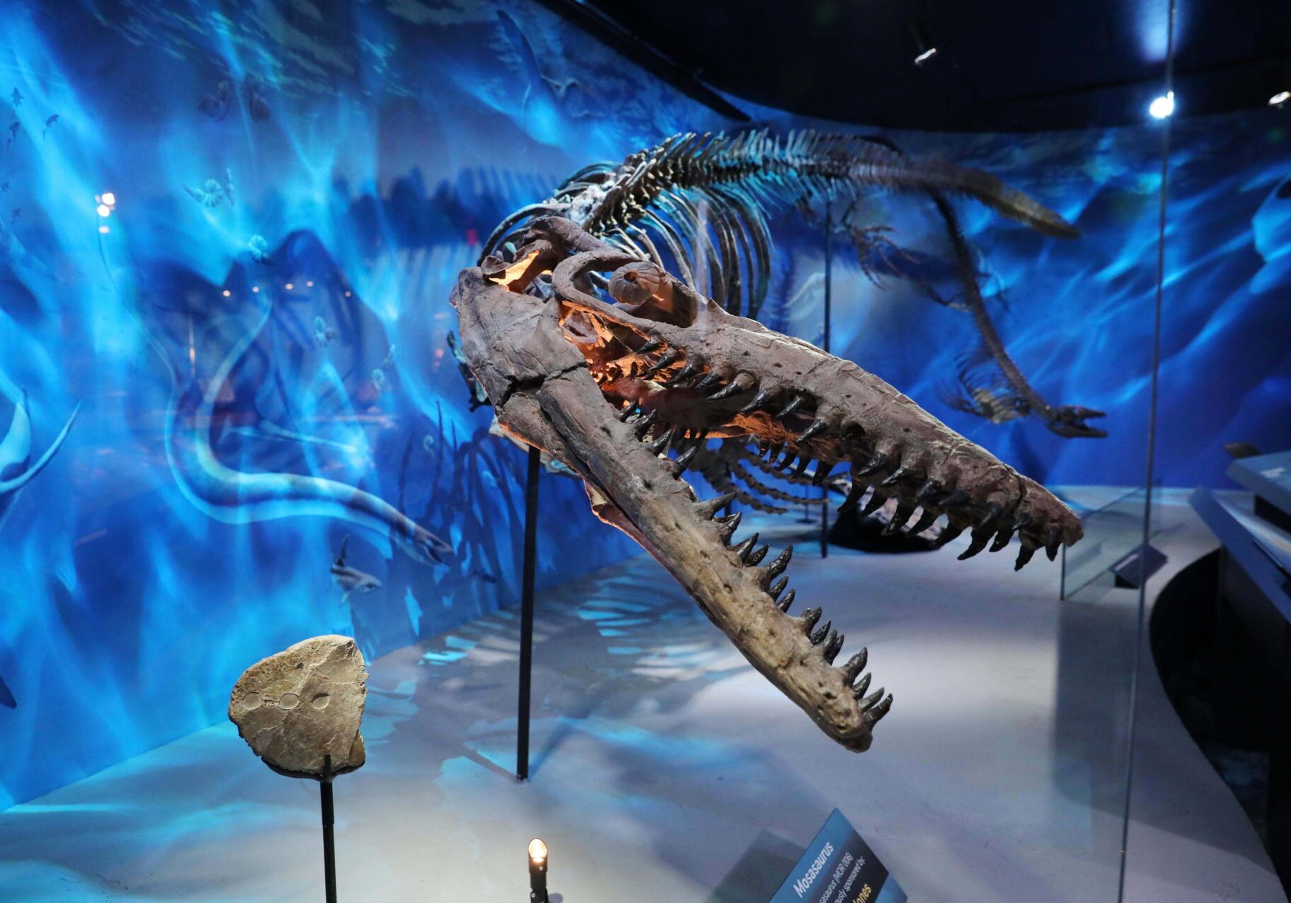 Mosasaurus Fossil Exhibit Mosasaurus Fossil Exhibit