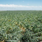 Pulse Crop Field in Montana Pulse Crop Field in Montana