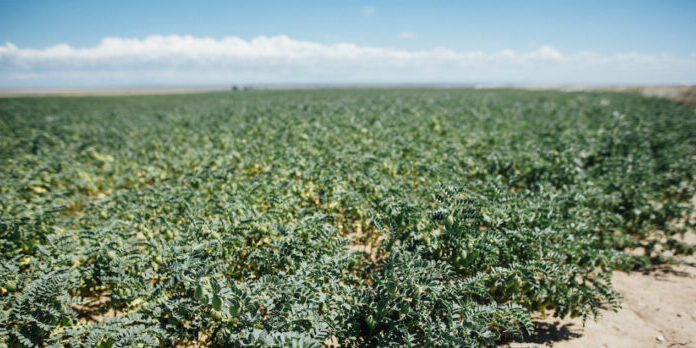 Pulse Crop Field in Montana