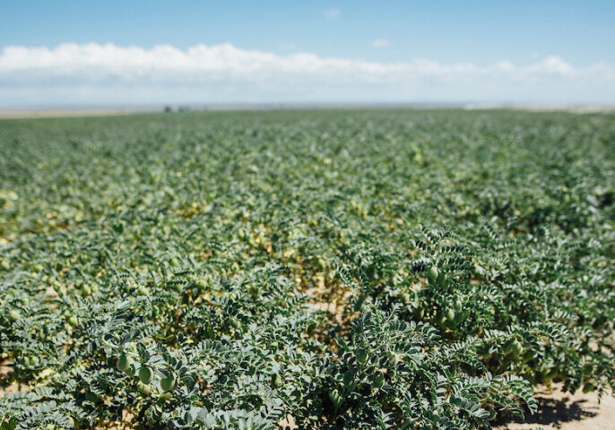 Pulse Crop Field in Montana Pulse Crop Field in Montana