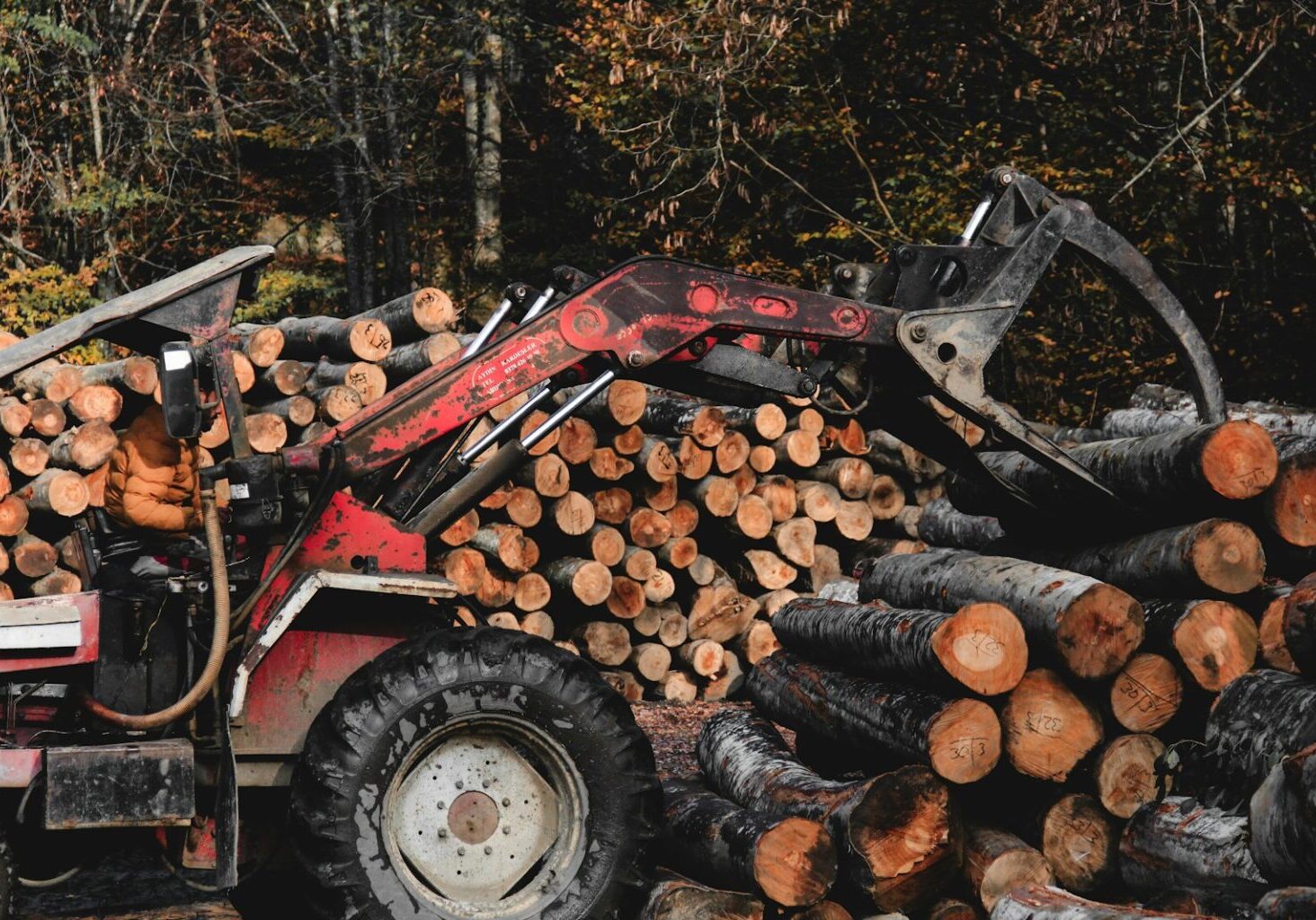 a tractor is loaded with logs in a forest