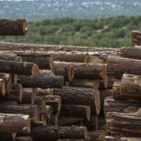 Stacked Timber Logs in Forest Area Stacked Timber Logs in Forest Area