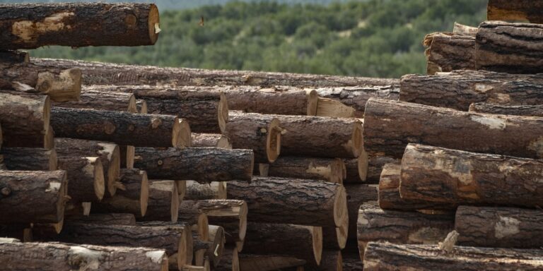 Stacked Timber Logs in Forest Area