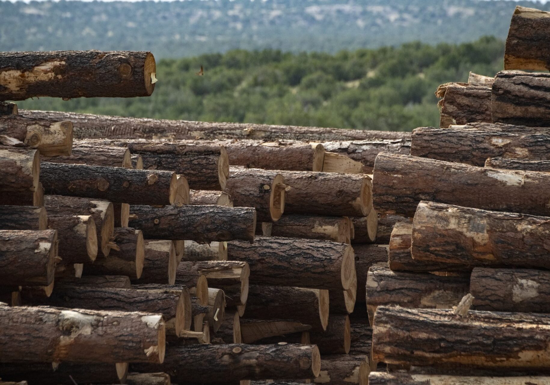 Stacked Timber Logs in Forest Area