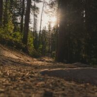 Photo by Åaker forest under sun rays