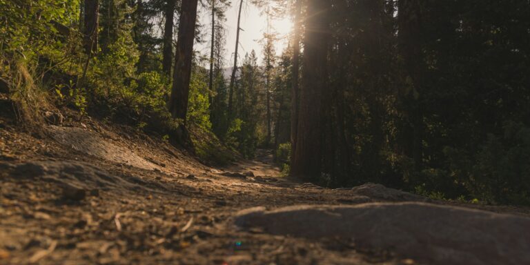forest under sun rays