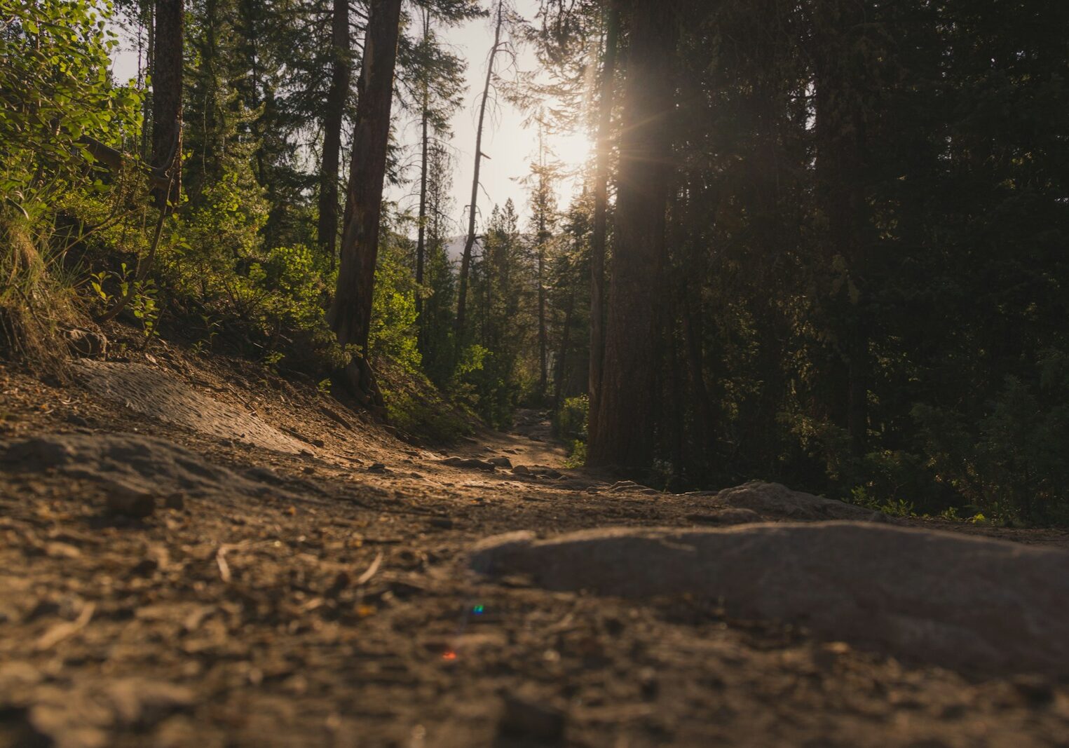 forest under sun rays